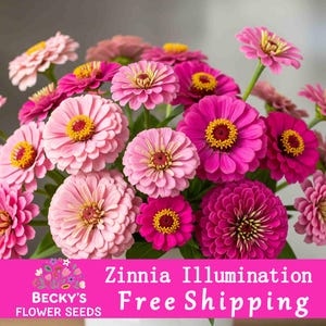 Zinnia Illumination Mix Light Pink, Magenta, Purple Seeds 30+ Butterfly Magnets Butterflies Pollinator
