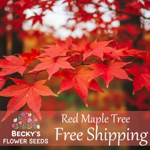 May include: Close-up of vibrant red maple leaves, showcasing their intricate details. The leaves are in focus, with a blurred background of other red foliage. The image includes the text "Red Maple Tree".