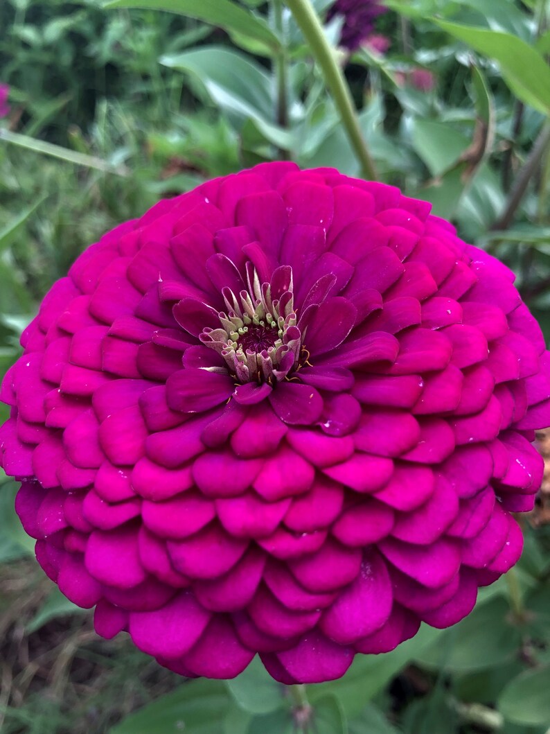 BeckysFlowerSeed Zinnia Illumination Mix - Thumbnail 5