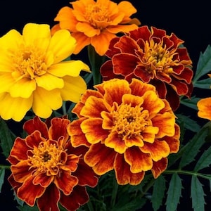 May include: A vibrant bouquet of marigold flowers in shades of yellow, orange, and red against a black background. The flowers have layered petals and a textured center, with green leaves providing contrast.
