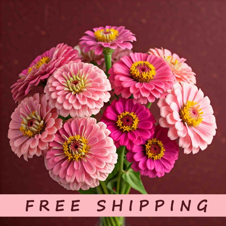 BeckysFlowerSeed Zinnia Illumination Mix