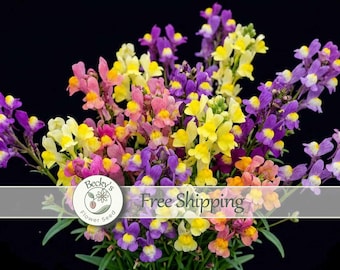 May include: A cluster of Linaria flowers featuring vibrant petals in shades of purple, yellow, pink, and orange. The flowers are arranged on thin green stems with small leaves. A circular logo with the text Becky's Flower Seed is visible.