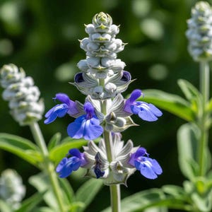 50 Salvia Victoria Blue Flower Seeds Dried Arrangements Sage Mealycup image 2