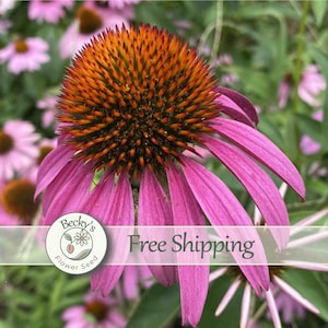 May include: A purple coneflower with a prominent, spiky, orange-brown central cone and drooping, vibrant pink-purple petals. The flower is surrounded by a blurred garden of similar blossoms and green foliage, with a circular logo featuring the text Becky's Flower Seed.