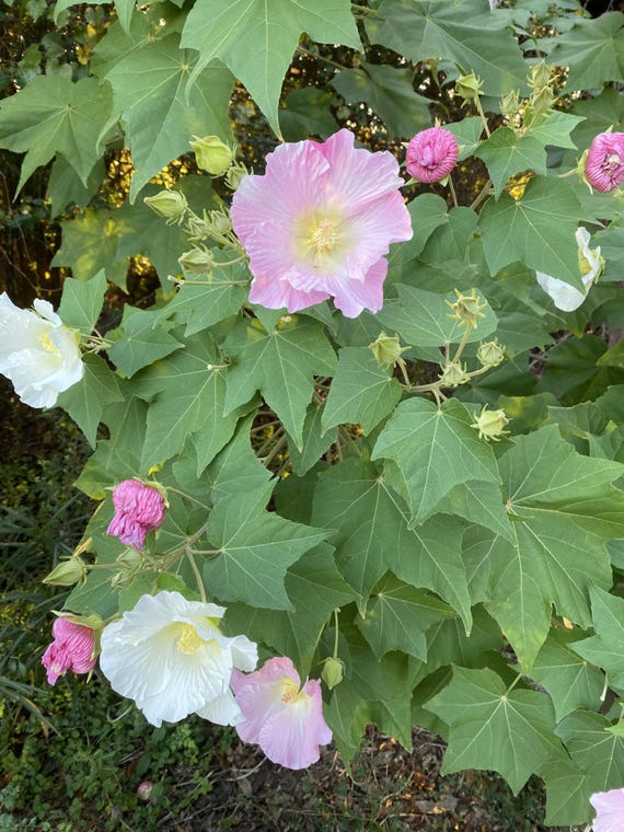 25 Hibiscus Mutabilis Seeds Hardy Confederate Rose Blooms - Etsy