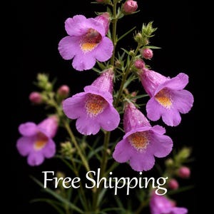 Pollinator Butterfly Bee Purple Gerardia Wildflower Flower seed 100 seeds Native