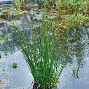 Common Soft Rush Seeds Pond Plant Spiked Grass Water (50 seeds)