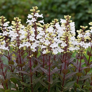 May include: A cluster of Penstemon plants with tall stems and white, bell-shaped flowers. The stems are a deep burgundy color, and the leaves are a dark green. The flowers are in full bloom, creating a vibrant display.