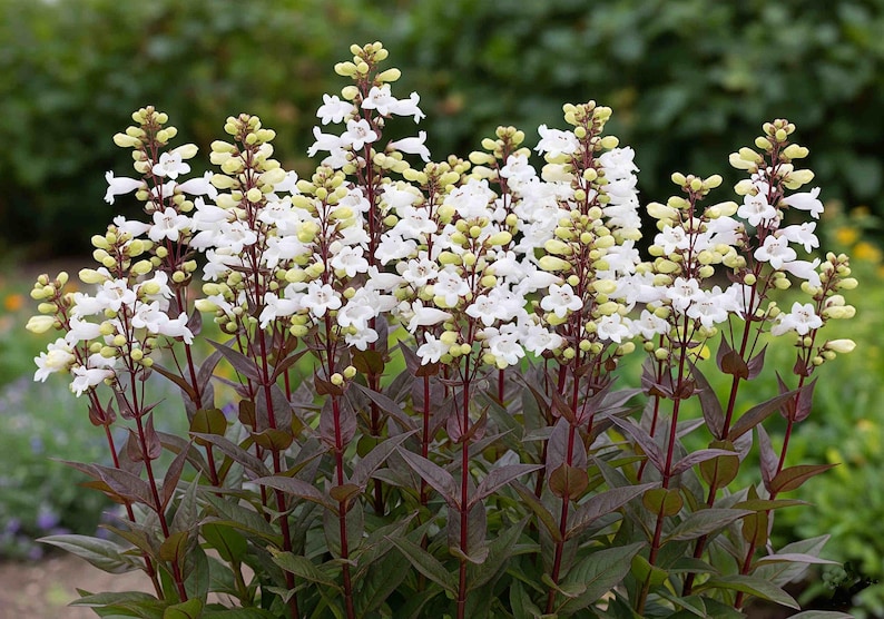 May include: A cluster of Penstemon plants with tall stems and white, bell-shaped flowers. The stems are a deep burgundy color, and the leaves are a dark green. The flowers are in full bloom, creating a vibrant display.