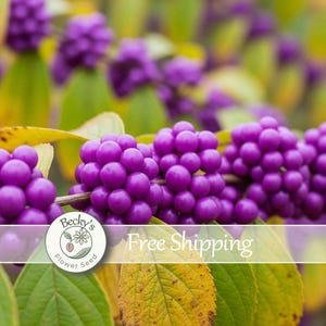 May include: A branch of a beautyberry shrub featuring clusters of vibrant, glossy purple berries. The plant has green and yellowing leaves, indicating an autumn season. The berries are round, smooth, and densely packed along the woody stem.