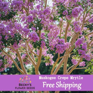 50+ Crepe Mrytle Muskogee lavender Tree Seeds Crape Mertle