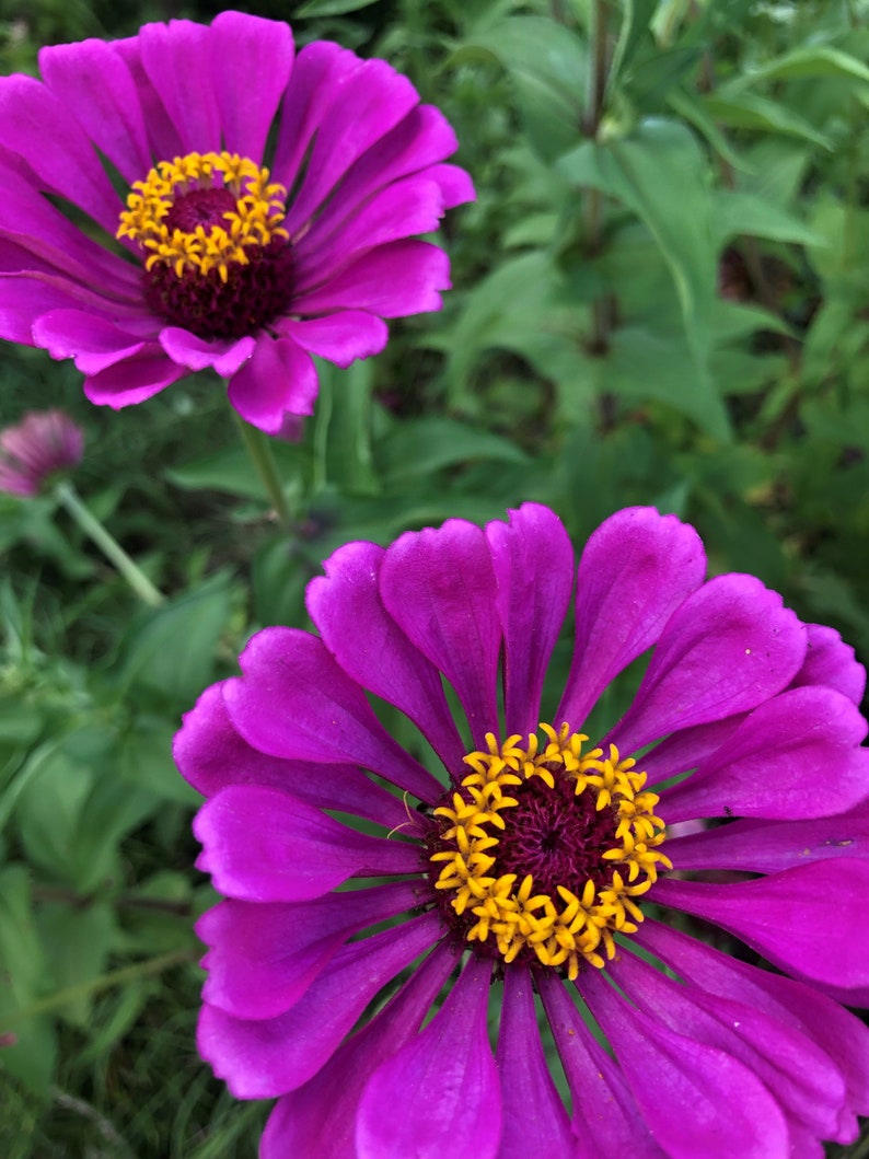 BeckysFlowerSeed Zinnia Illumination Mix - Thumbnail 4