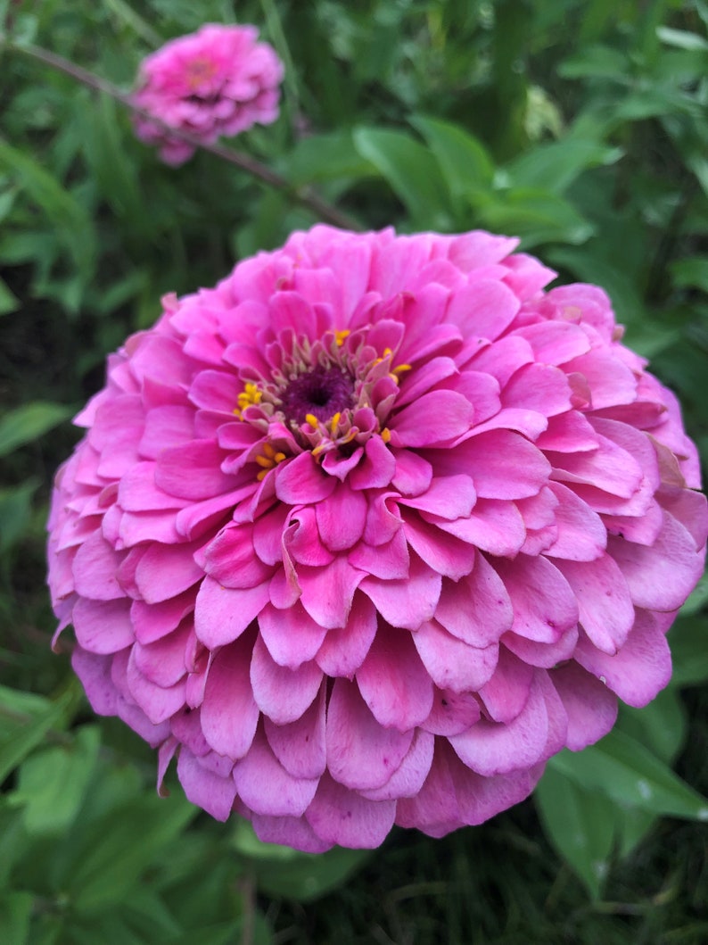 BeckysFlowerSeed Zinnia Illumination Mix - Thumbnail 3