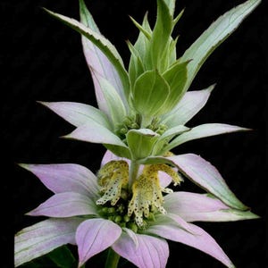 30+ Spotted Bee Balm Seeds Monarda punctata flower #53