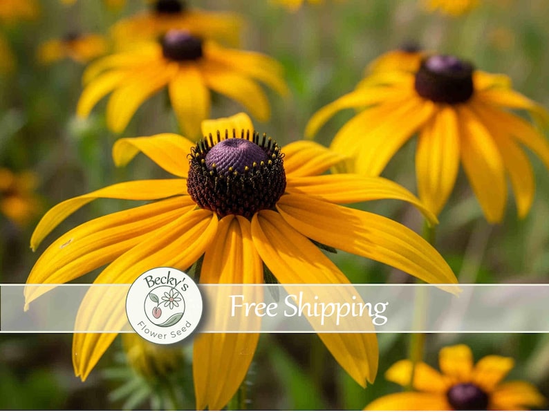 BeckysFlowerSeed Black Eyed Susan Seeds - Thumbnail 4