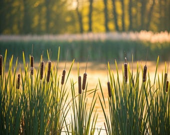 Bull Rush Cattails Pond plants Typha latifolia 100+ SEEDS  USA Seller