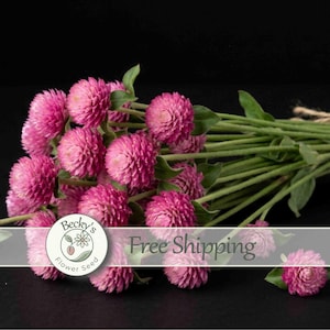 May include: A bouquet of vibrant pink globe amaranth flowers with green stems tied together with twine. The round, textured flower heads are clustered together, showcasing their spherical shape and deep magenta color against a dark background.