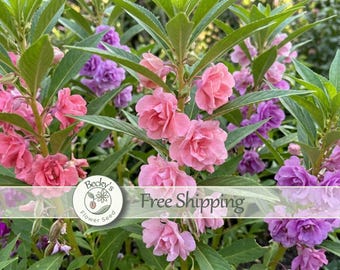 Balsam Heirloom Flower Seed Camilla Flowered Impatiens balsamia