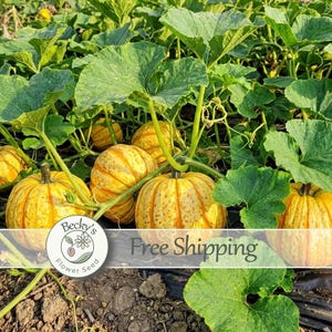 May include: A patch of orange and yellow striped pumpkins growing on vines with large green leaves. A circular logo with the text Becky's Flower Seed and a small flower illustration is overlaid on the image, along with the text Free Shipping.