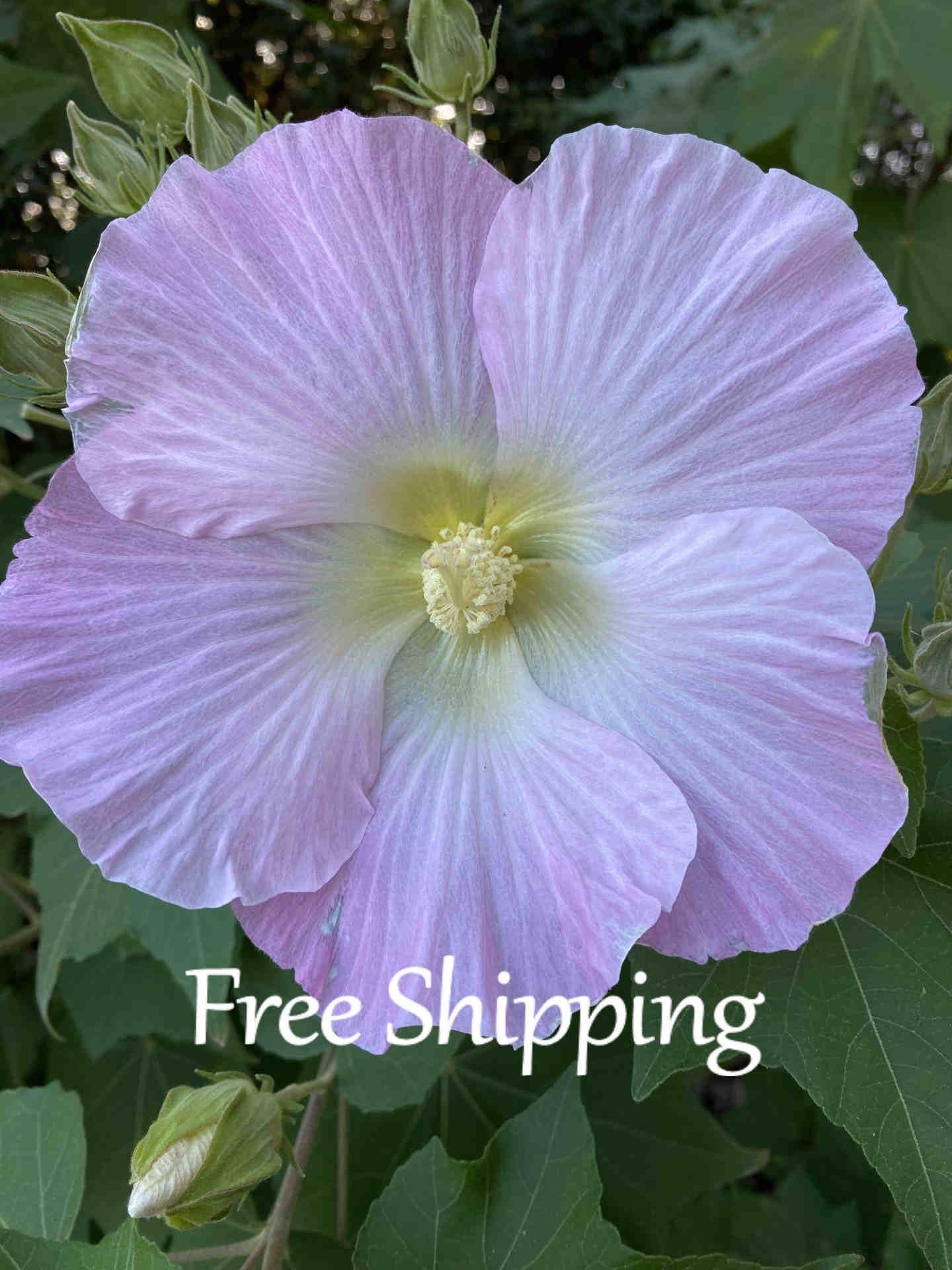 25 Hibiscus Mutabilis Seeds Hardy Confederate Rose Blooms - Etsy
