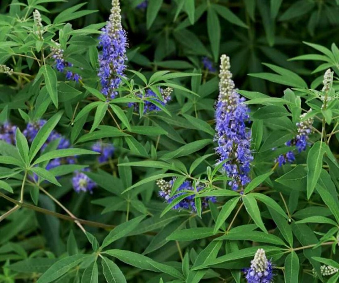 20 Chaste Chastity Tree Vitex Agnus-castus Seeds Blue Flowering Drought ...