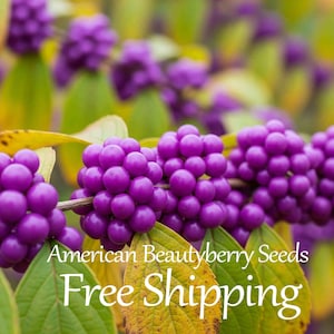 May include: Close-up of American Beautyberry seeds with vibrant purple berries clustered on branches. The image features green and yellow leaves, with the text "American Beautyberry Seeds".