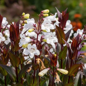 May include: Close-up of white Penstemon flowers with dark burgundy leaves and stems. The flowers have a trumpet shape and are clustered together. The background is blurred, with hints of green and other flowers.
