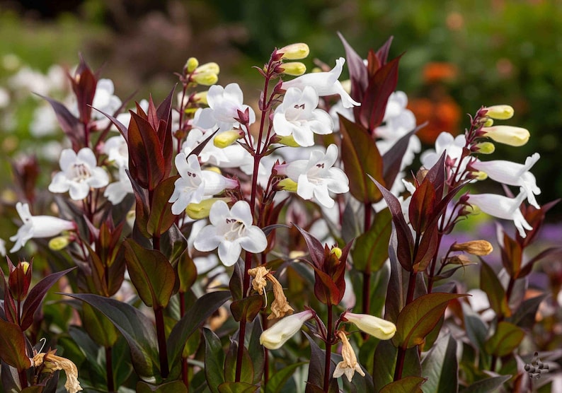 May include: Close-up of white Penstemon flowers with dark burgundy leaves and stems. The flowers have a trumpet shape and are clustered together. The background is blurred, with hints of green and other flowers.