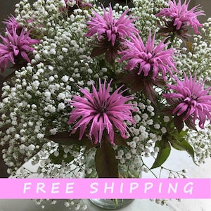 50 Purple Bee Balm Monarda Flower Seeds Bergamot