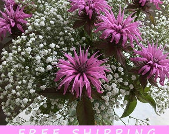 30+ Purple Bee Balm Monarda Flower Seed
