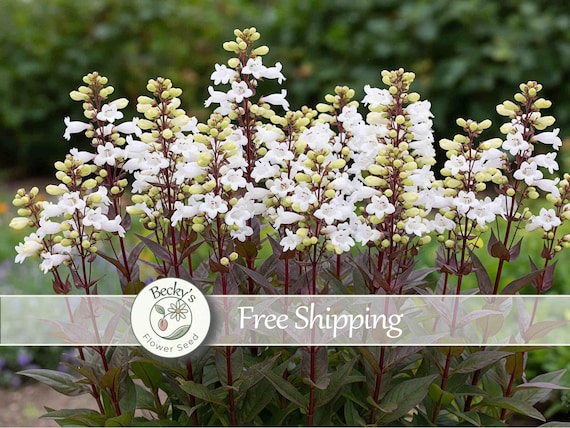 Penstemon Flower Seeds 50+ Husker Red White Flower Dark Stem and Leaves