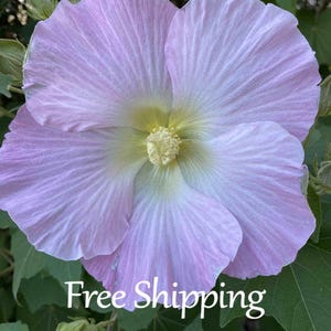 May include: Close-up of a large, light purple flower with a yellow center and delicate, veined petals. The flower is surrounded by green leaves and buds. The text "Free Shipping" is displayed in white.