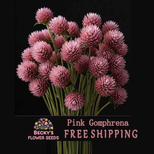 30 + Pink Globe Amaranth Flower Seeds: Rose Gomphrena - Dried Arrangements
