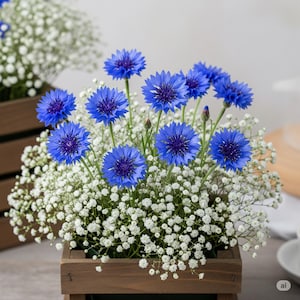 May include: A wooden crate overflowing with vibrant blue cornflowers and delicate white baby's breath. The bright blue flowers are in full bloom, creating a striking contrast against the fluffy white blossoms. A beautiful floral arrangement.