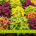 50+ Coleus Seeds Rainbow Mix Pollinator Bumble Bee -see photo of representative sample that I grew from this seed