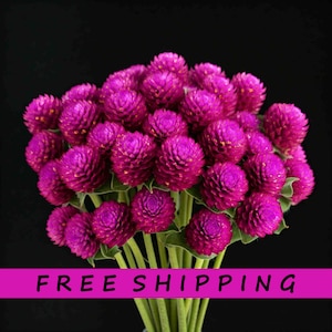 Gomphrena Globe Amaranth Purple Annual Flower Seed 30+ Fresh (Item 002)