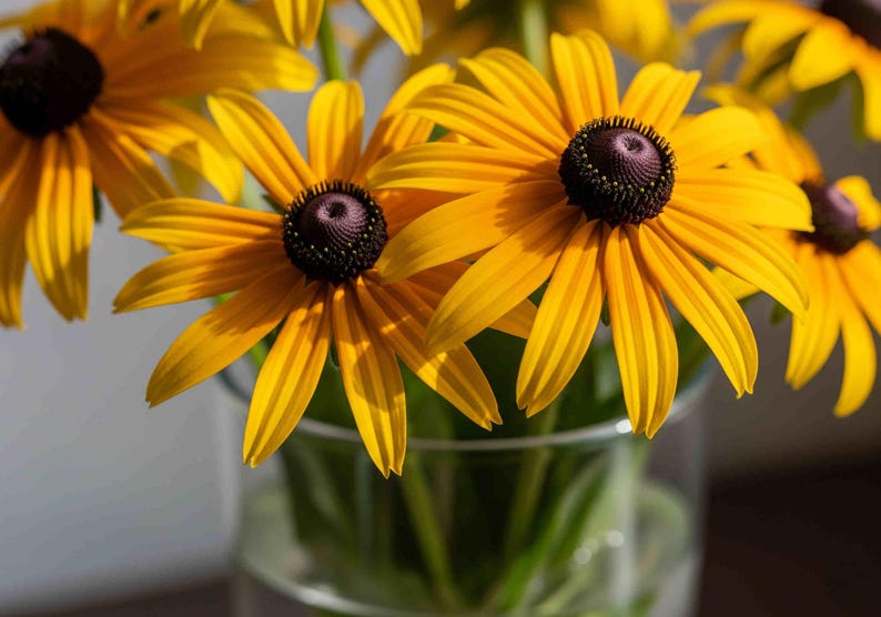 BeckysFlowerSeed Black Eyed Susan Seeds