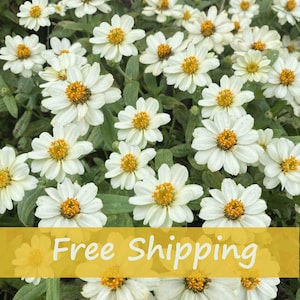 May include: A cluster of white daisy-like flowers with yellow centers and green foliage. The flowers are in full bloom, creating a dense, natural display. The image features the text "Free Shipping" on a yellow banner.