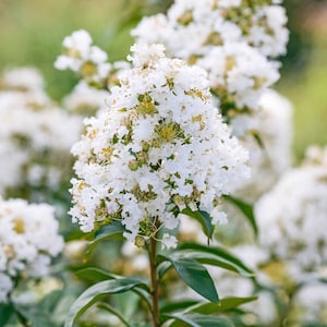 May include: A close-up of a white crape myrtle bush in full bloom. The flowers are small and delicate, with a slightly ruffled appearance. The bush is in focus, while the background is blurred.