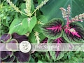 50 Rainbow Coleus Seeds: Bumble Bee Pollinator Mix (Item 003)