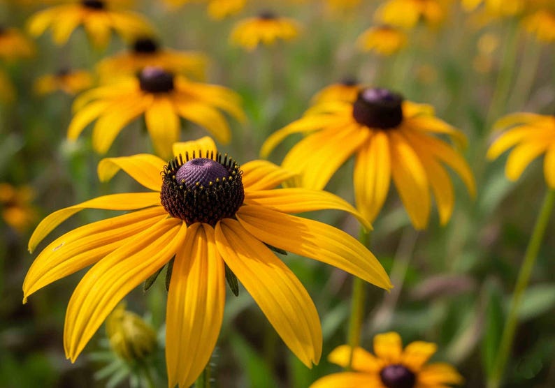 BeckysFlowerSeed Black Eyed Susan Seeds - Thumbnail 2