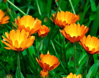 30 Calendula Flower Seed  | Easy to Grow | Use for Skin Care DIY |  AKA Pot Marigold