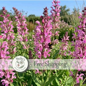 30 Salvia pratensis Rose Rapsody Flower Seeds Dried Arrangements Sage