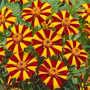 May include: Close-up of vibrant marigold flowers. The petals are a striking combination of yellow and deep red stripes, radiating from a central, textured, golden-yellow core. Green foliage provides a natural backdrop.