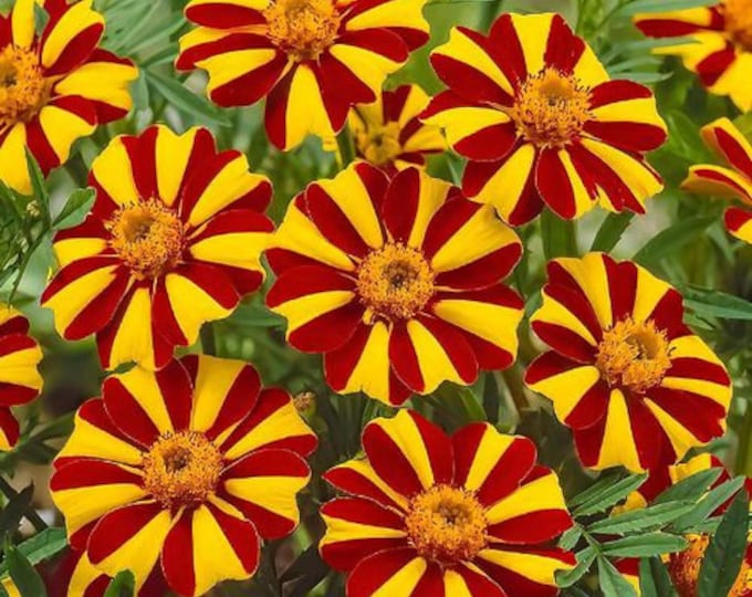 Jolly Jester Marigold Seeds Etsy