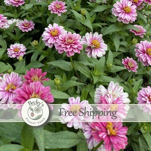 30 Zinnia marylandica Dwarf Cherry Raspberry Red White Flower seed Clump forming