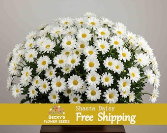 Shasta Daisy White Perennial Flower seed 50+ seeds US seller Wildflower Meadow Pollinator Bees Butterfly