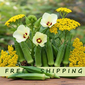 25 Okra Seed Vegetable Ornamental Hibiscus esculentus Mallow