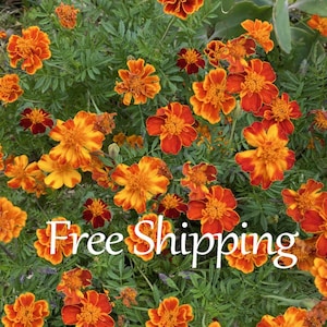 May include: Close-up of vibrant orange and yellow marigold flowers with green foliage. The flowers have multiple layers of petals and are in full bloom. The image is a close-up of the flowers.