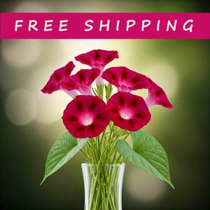 25 SCARLET O'HARA Morning glory SEEDS 15 ft climbing vines fresh seed